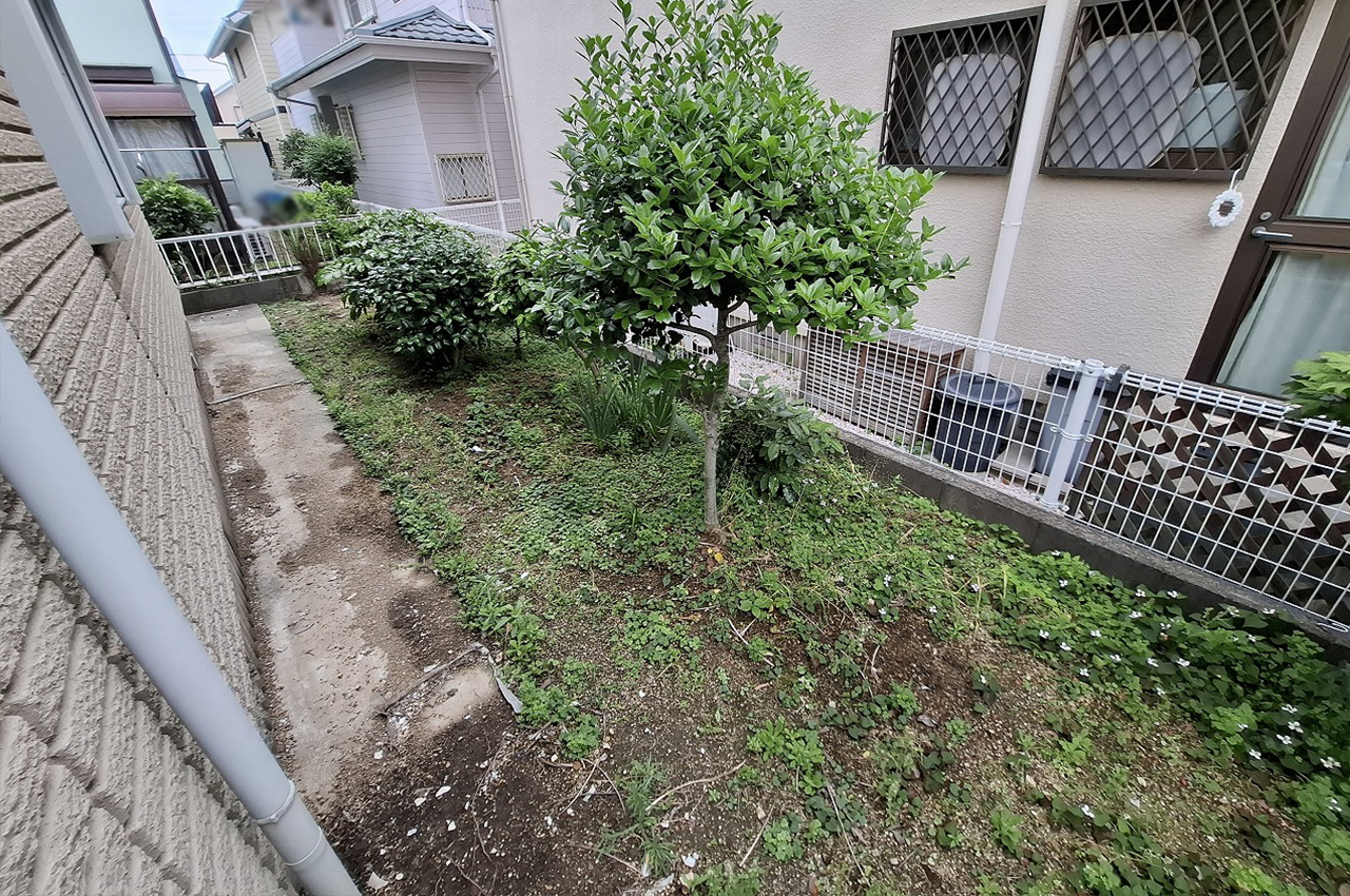 庭（植栽撤去前）
